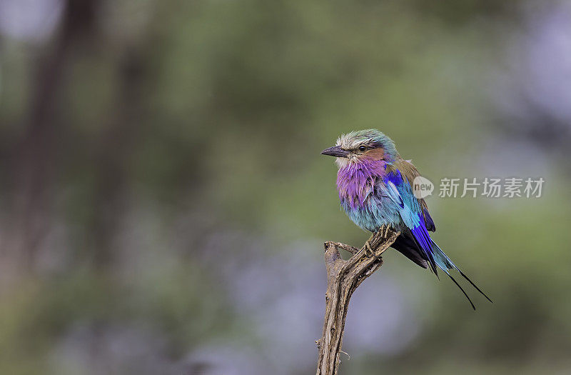 紫丁香胸的卷羽鸟(Coracias caudatus)是卷羽鸟家族的一员。肯尼亚梅鲁国家公园